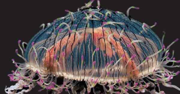 海蝴蝶 世界最奇怪的海洋生物 花帽水母