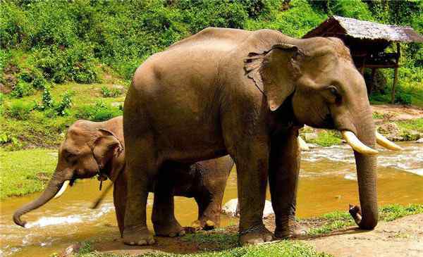 大象体重 世界上最重的大象有多重 十三吨