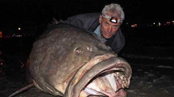 巨型水虎鱼 世界上最凶猛的淡水鱼 巨型水虎鱼