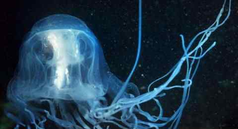 澳洲方水母 澳洲方水母有多毒 揭秘澳洲方水母的天敌