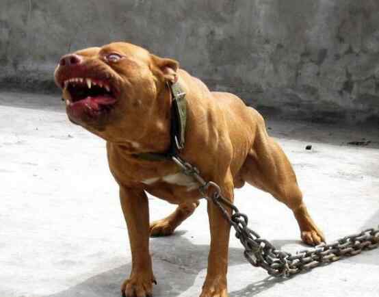 最凶猛的狗 世界上最凶猛的狗排名 比特犬数分钟咬死藏獒