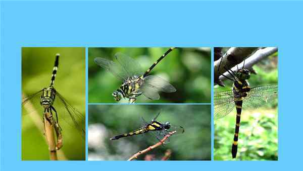 蜻蜓特点 鬼蜻蜓：一种特殊的蜻蜓种类