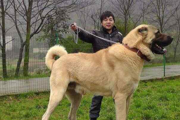 超巨型犬 世界第一巨犬 土耳其坎高犬