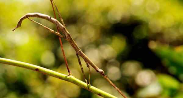 竹节虫图片 世界上最大的昆虫 中国发现最长竹节虫