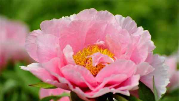 世界上第一名最美的花 世界上十种最美的的花 牡丹花被誉为花中之王
