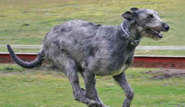 猎狼犬 世界上最高大的猎犬 爱尔兰猎狼犬