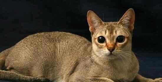 杯子猫 世界上最小的猫种 是新加坡猫不是茶杯猫