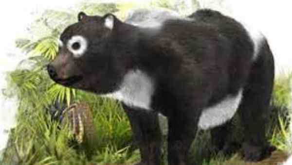熊猫是什么科动物 熊猫祖先是什么动物 八百万年前只吃肉类