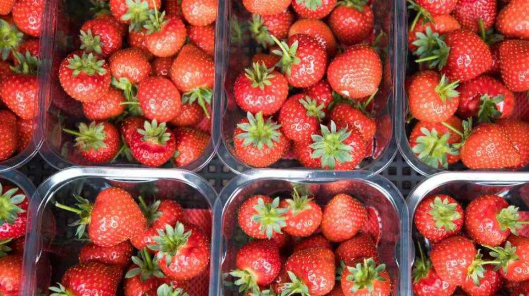 澳大利亚草莓藏针 澳大利亚草莓藏针怎么回事 影响了整个澳洲谁干的