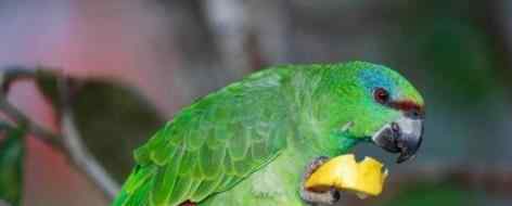 安第斯神鹰 世界上寿命最长的五种鸟 亚马逊鹦鹉活了104岁
