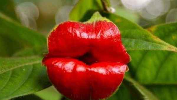 嘴唇花 世界上最性感的花:形似美女的烈焰红唇