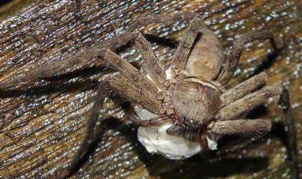 白额高脚蛛 世界上最大的室内蜘蛛 白额高脚蛛