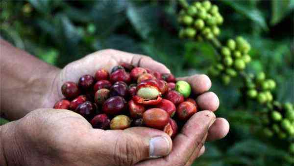 世界上最好的咖啡产于 世界十大咖啡生产国 巴西是全世界最出名的咖啡生产国