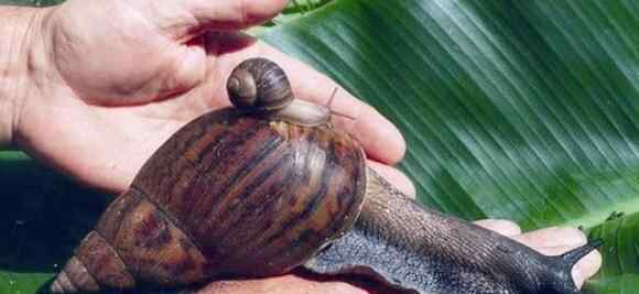 巨型蜗牛 世界上最大的蜗牛 非洲大蜗牛