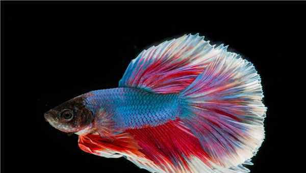 鱼的颜色 世界上最美的十种鱼 五彩斑斓非常令人喜爱
