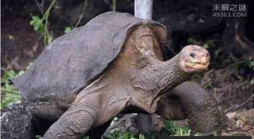加拉帕戈斯象龟 加拉帕戈斯象龟灭绝了吗 