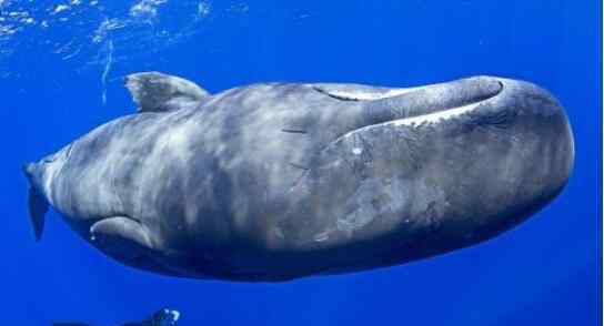 世界上最长的屎 世界上潜水时间最长的鲸 