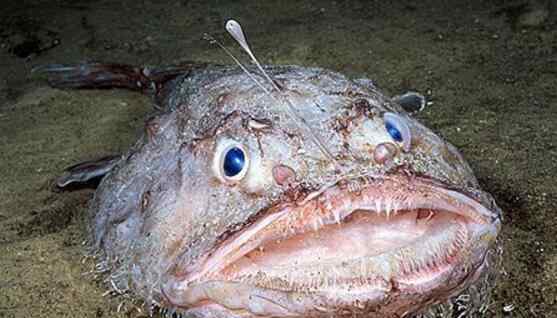 世界最丑的鱼 世界上最丑的鱼 鮟鱇鱼很丑但是很美味
