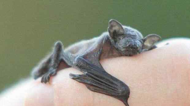 蝙蝠长什么样 世界上最小的蝙蝠 大黄蜂蝙蝠体长2.5厘米重2克