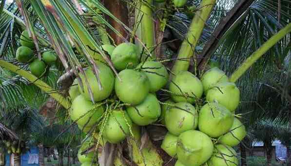 椰青怎么打开 椰子怎么打开 从底部切开 或者从顶部戳洞