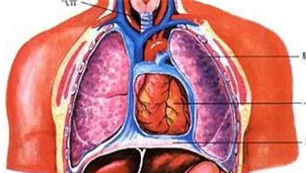 女性五脏六腑解剖图 人体器官结构图五脏六腑肾的位置 五脏六腑有不同的作用