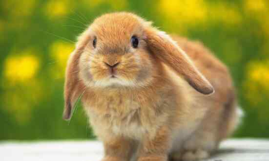 养宠物兔 最适合小朋友饲养的宠物兔 荷兰垂耳兔
