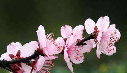 桃花特点 桃花梨花樱花杏花怎么区分有哪些