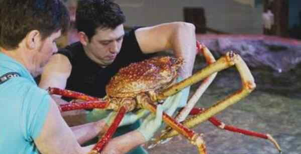 大螃蟹 世界上体型最大的螃蟹 巨型杀人蟹