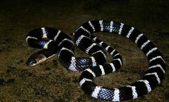 中国最毒的蛇 中国十大毒蛇排行榜 银环蛇比眼镜王蛇毒五倍