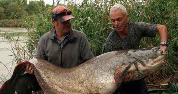 六须鲶鱼 世界最大的鲶鱼种类 六须巨鲶